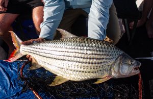 Tigerfish 20lb